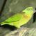 Black-collared Lovebird